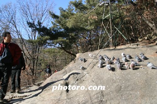 따뜻한 햇살에 졸고 있는 비둘기-관악산 겨울산행