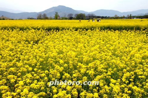 경주 반월성 유채꽃 공원