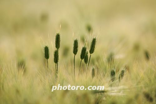 금빛 파도 위로 고개 내민 보리 