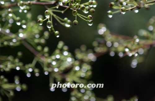 찔레의 가을 맞이