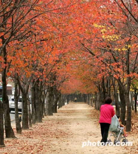 수성못의 단풍길 이야기