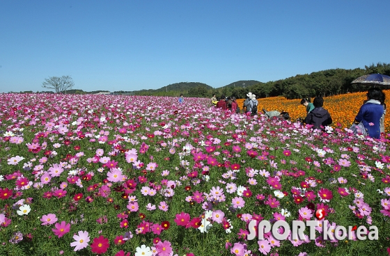 가을꽃 향기에 취해보세요