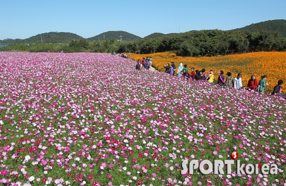 드림파크 국화축제 무료개방