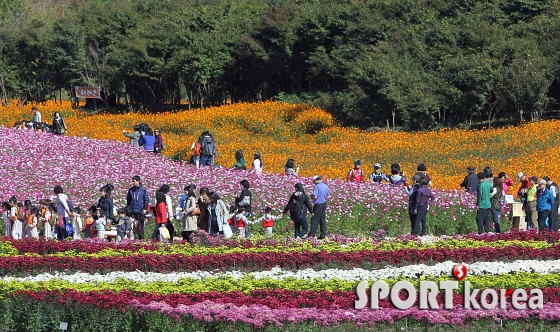 공항철도 타고 국화축제 가자