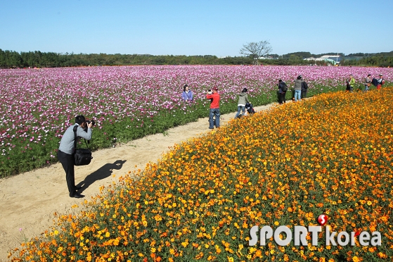 수도권매립지에서 국화축제 열려