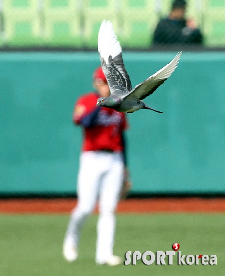 `야구장에 날아든 비둘기 한 마리`